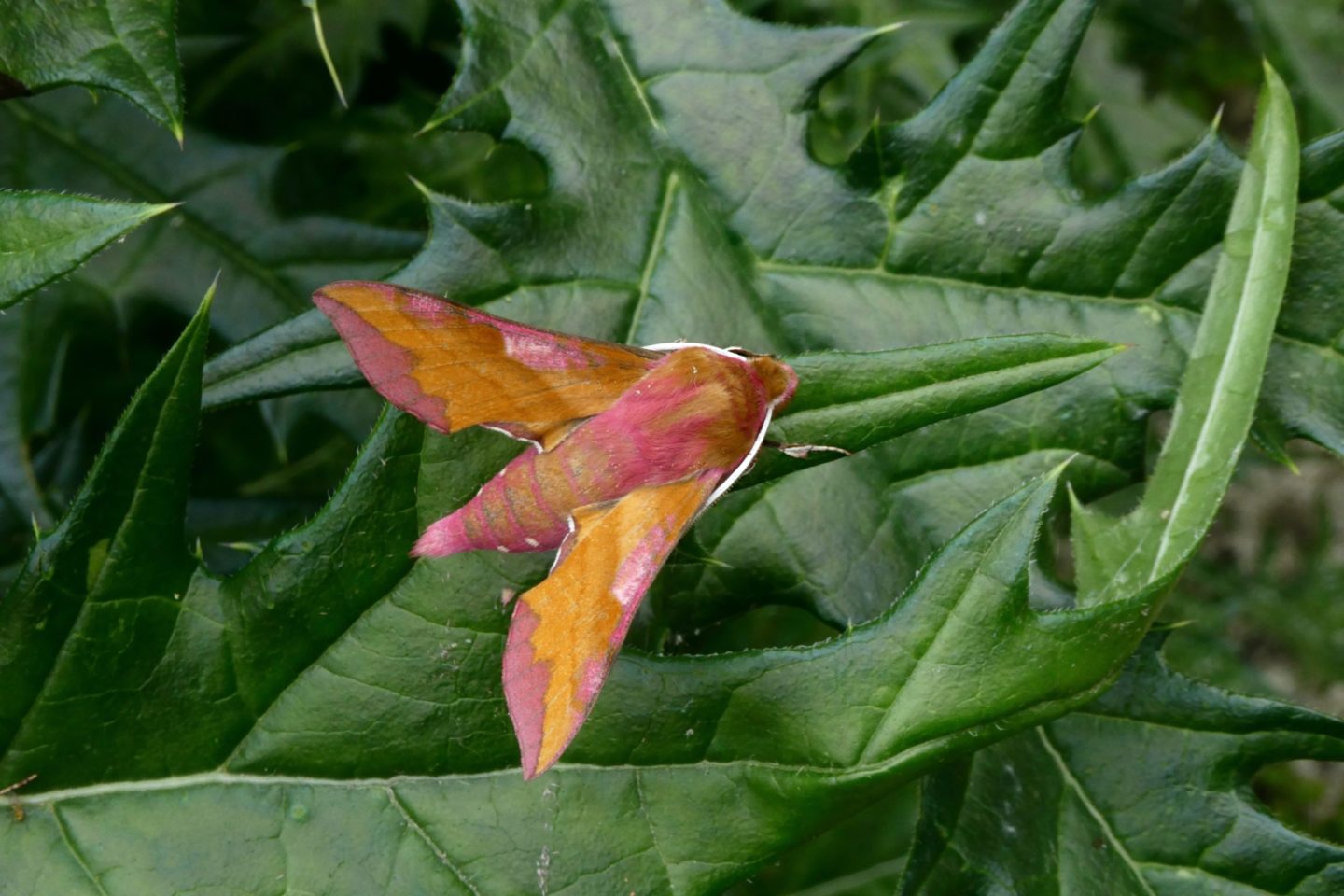 Moth-spotting at Springhead