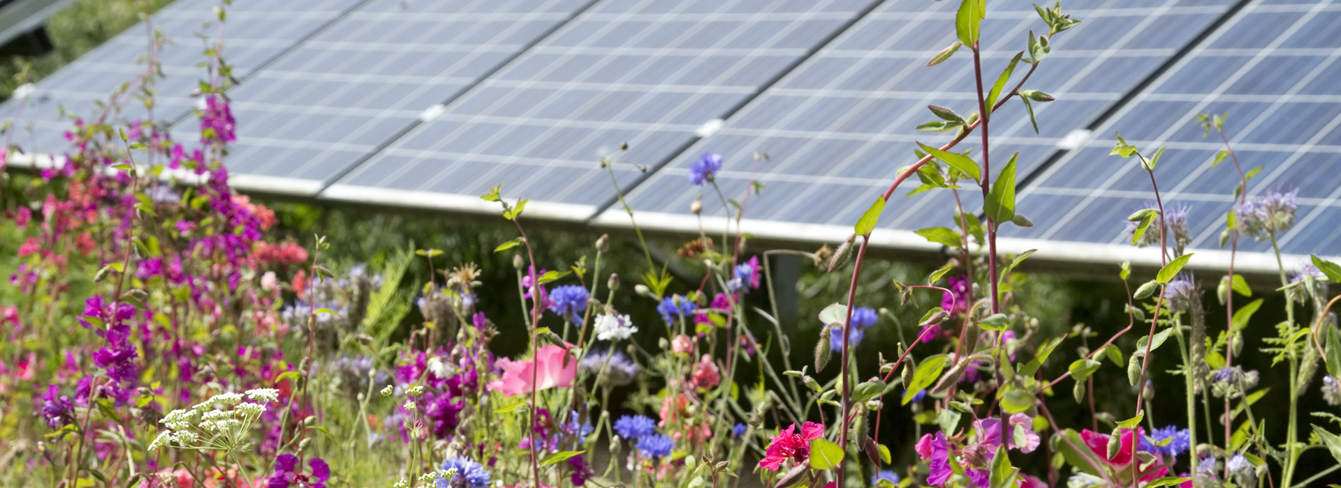 Renewables and energy saving Springhead Trust