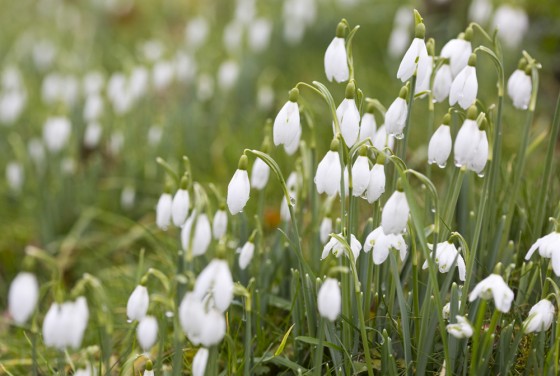 Snowdrops and open gardens February 2022